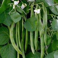 Thompson & Morgan Runner Bean White Lady 1 Seed Packet, Green
