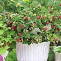 Thompson & MorganFruit Raspberry (rubus) Little Sweet Sister 13Cm Potted Plant X 1, Red