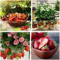 Thompson & MorganFruit Strawberry Duo 9Cm Potted Plant X 4 (contains 2 Each Of Gasana &Montana), Red