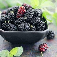 Thompson & MorganFruit Mulberry Charlotte Russe (mojo Berry) 3.6 Litre Potted Plant X 1, Green