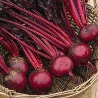 Thompson & Morgan Beet Morello 1 Seed Packet (150 Seeds), Red