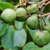 Thompson & MorganKiwi Berry (actinidia Arguta) Sf Issai 9Cm Potted Plant X 1