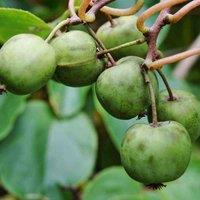 Thompson & MorganFruit Kiwi (actinidia Arguta) Issai (self Fertile) 9Cm Potted Plant X 2, Green