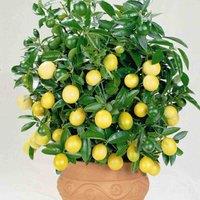 Thompson & MorganCitrus Fruit Lemon Potted Plant X 2