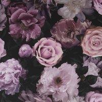 FRESCO PANDORA - DRAMA WALLPAPER, Pink