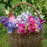 Thompson & Morgan Sweet Pea Sweet Dreams 1 Seed Packet (60 Seeds)