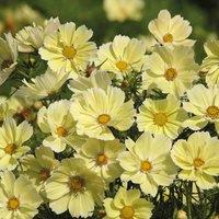 Thompson & Morgan Cosmos bipinnatus Xanthos 1 Seed Packet (200 Seeds)