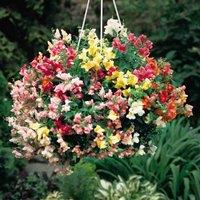 Thompson & Morgan Antirrhinum Trailing Mix 1 Seed Packet, Multi
