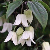 Thompson & Morgan Clematis Winter Beauty 7cm Potted Plant x 2 + Tower Potted Plant Kit, White