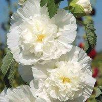 Thompson & Morgan Hollyhock Chaters Double Icicle 1 Seed Packet (100 Seeds), White