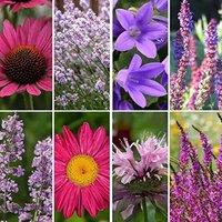 Thompson & Morgan Mixed Cottage Garden Perennials - 36 Potted Plants (9cm Pots)