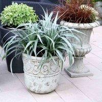 Thompson & Morgan Astelia chathamica Silver Shadow 9cm Potted Plant x 1, Green