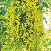 Thompson & Morgan Laburnum Anagyroides 3.6 Litre Potted Plant x 1