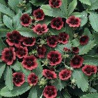 Thompson & Morgan Potted Plantentilla Thurberi Maorubens Monarchs Velvet 1 Packet