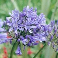 Thompson & Morgan Agapanthus Blue Storm 9cm Potted Plant x 2