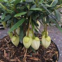 Thompson & Morgan Crinodendron Alf Robbins 9cm Potted Plant x 1