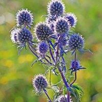 Thompson & Morgan Eryngium Planum 1 Litre Potted Plant x 1