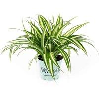 Thompson & Morgan Chlorophytum Spider Plant Comosum Variegatum Height 32cm 12cm Potted Plant x 2 & Incredifeed, Green