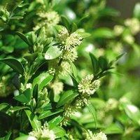 Thompson & Morgan Box Hedging - Evergreen Buxus Sempervirens 9cm Potted Plant x 5, Green