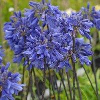 Thompson & Morgan Agapanthus Ever Sapphire 9cm Potted Plant x 3, Blue