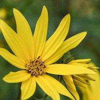 Thompson & Morgan Helianthus maximiliani Sunflower Early Bird 1 Packet (20 Seeds), Yellow