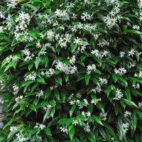 Thompson & Morgan Trachelospermum Jasminoides 2 Litre Potted Plant x 4