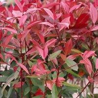 Thompson & Morgan Photinia fraserii Red Robin 2 Litre Potted Plant x 1, Red