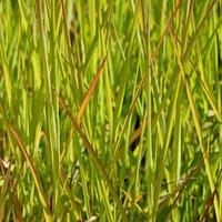 Thompson & Morgan Miscanthus (Grass) Purpurascens 9cm Pot x 1, Red