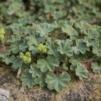 Thompson & Morgan Alchemilla Erythropoda 3 Litre Potted Plant x 1, Green