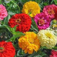 Thompson & Morgan Zinnia Dahlia Flowered Mixed 1 Seed Packet, Multi