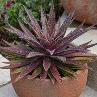 Thompson & Morgan Mangave Blazing Saddles 9cm Potted Plant x 3, Purple