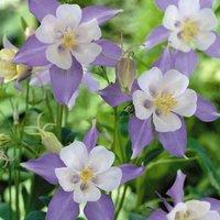 Thompson & Morgan Aquilegia Caerulea 1 Packet (100 Seeds), Purple