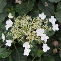 Thompson & Morgan Hydrangea Anomala Petiolaris 2 Litre Potted Plant x 1