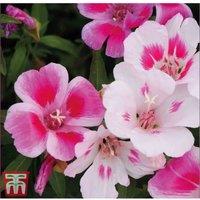 Thompson & Morgan Godetia Improved Dwarf Mixed 1 Seed Packet (400 Seeds), Pink