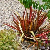 Thompson & Morgan Phormium Rainbow Queen 9cm Potted Plant x 3