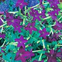 Thompson & Morgan Nicotiana Perfume Deep Purple F1 Hybrid 1 Packet (40 Seeds), Purple