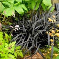 Thompson & Morgan Grass Ophiopogon Planiscapus Nigrescens 9cm Potted Plant x 2, Black