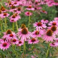 Thompson & Morgan Echinacea (Cone Flower) Purpurea 1 Litre Potted Plant x 1, Pink