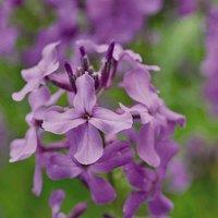 Thompson & Morgan Hesperis matronalis 1 Litre Potted Plant x 1