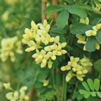 Thompson & Morgan Coronilla Citrina 3 Litre Potted Plant x 1, Yellow