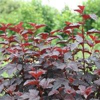 Thompson & Morgan Physocarpus opulilfolius Rubella 3 Litre Potted Plant x 1, Red