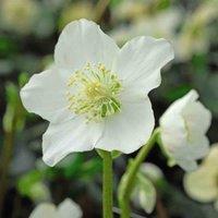 Thompson & Morgan White Hellebore - Helleborus n-iger - 9cm Potted Plant x 1, White