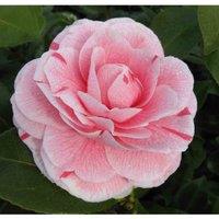 Thompson & Morgan Camellia japonica Bonomiana Pink 9cm Pot x 2