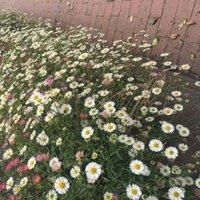 Thompson & Morgan Erigeron karvinskianus 9cm Potted Plant x 3