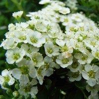 Thompson & Morgan Spiraea Nipponica Snowmound 3.6 Litre Potted Plant x 1