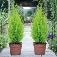 Thompson & Morgan Cupressus Goldcrest Wilma 10.5cm Potted Plant x 4, Green