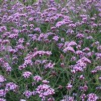 Thompson & Morgan Verbena bonariensis Lollipop 1 Litre Potted Plant x 1