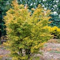 Thompson & Morgan Acer palmatum Sango-kaku 10.5cm Potted Plant x 1