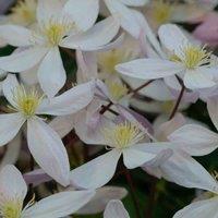 Thompson & Morgan Clematis Armandii Apple Blossom 2 Litre Pot x 2