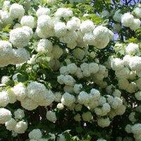Thompson & Morgan Viburnum Opulus Roseum 3.6 Litre Potted Plant x 1, White